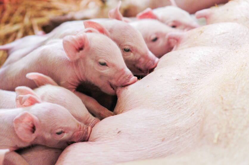 ab24_foto_reb_phasenfutterung_schweine_saugende_ferkel.jpg